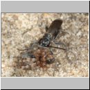 Pompilus cinereus - Wegwespe w60h traegt Wolfsspinne ein - Sandgrube OS-Wallenhorst.jpg